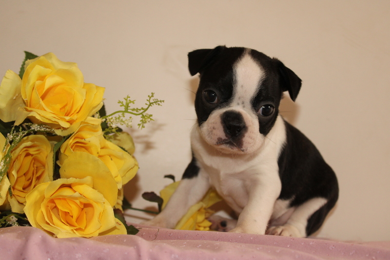 puppy, for, sale, Boston Terrier, Matthew B. Stoltzfus, dog, breeder, Gap, PA, dog-breeder, puppy-for-sale, forsale, nearby, find, puppyfind, locator, puppylocator, aca